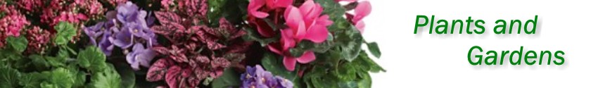 Green plants, blooming plants and dish gardens delivered in Omaha from Janousek Florist and Greenhouses